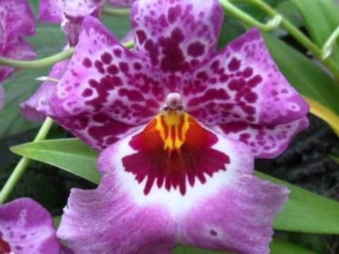 The Eric Young Orchid Foundation