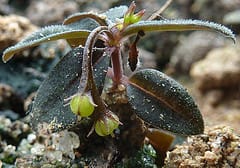 Botany Photo of the Day