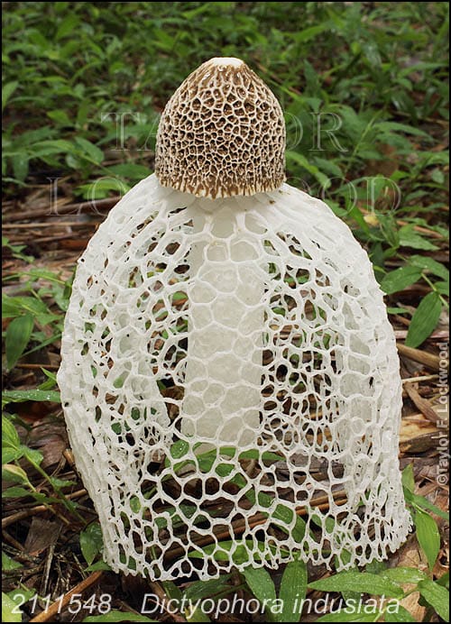 Taylor Lockwood, mushrooms and the holey veil: DVD video review