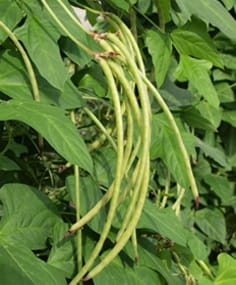 Genetics of domestication of yardlong bean