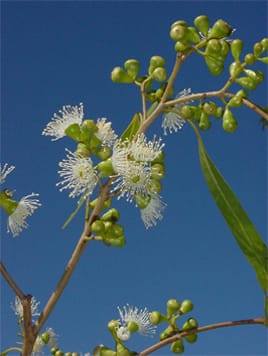 Reproductive barriers to interspecific <i>Corymbia</i> hybridization