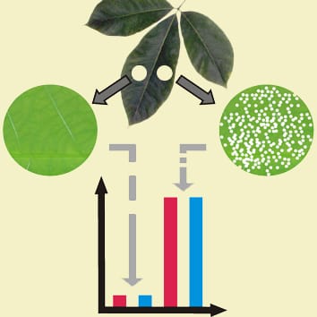 Cyanogenesis and tissue damage in rubber tree