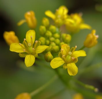 Contrasting flooding tolerance strategies in Rorippa