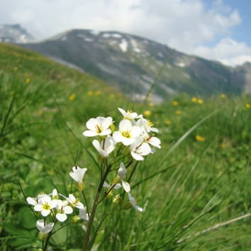 Contemporary gene flow in Arabis alpina