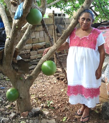 Artificial selection of Crescentia cujete