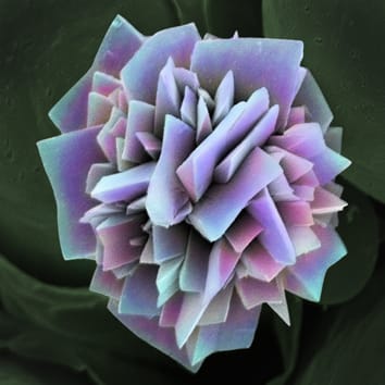 Light-gathering and reflecting plant crystal aggregates