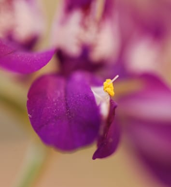 Heritability of interactive pollen–pistil traits