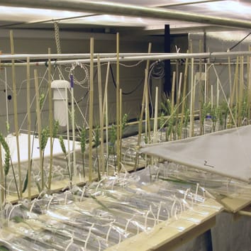 Modelling dry mass partitioning in diseased wheat