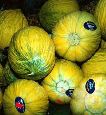 Medieval emergence of sweet melons