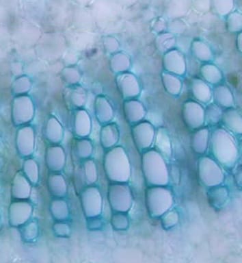 Development of the midrib xylem during leaf expansion