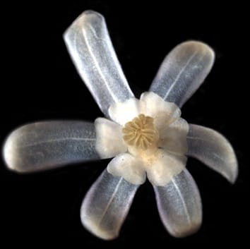 Expression of floral MADS-box genes in Sinofranchetia