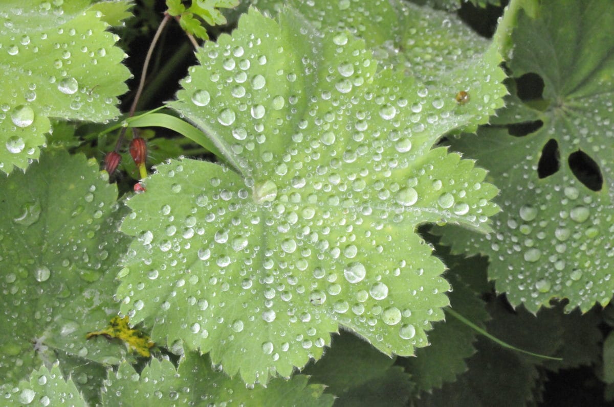 Plant names, alchemy and Alchemilla