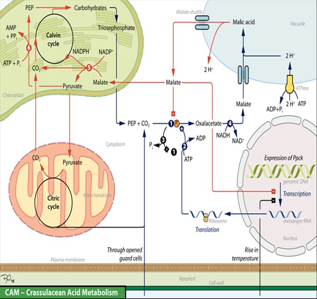 Funds flood into plant water use research