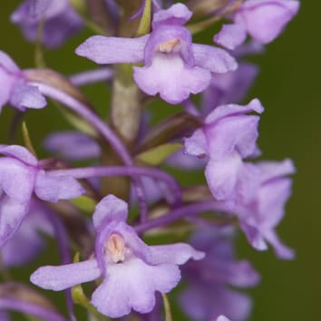 Minority cytotypes in fragrant orchids
