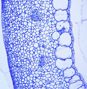 Night temperature and source/sink effects in pepper ovaries