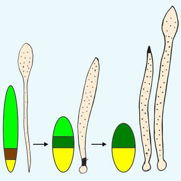 The origin of the sporophyte shoot (Viewpoint)