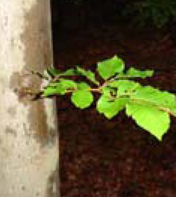 Trunk epicormics and growth in Fagus sylvatica