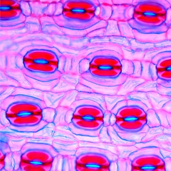Stomatal distribution and stem tracheid dimensions