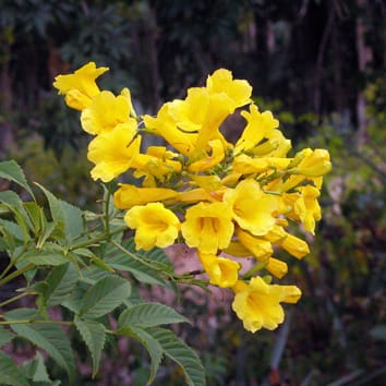 Microbial effects on floral nectar sugar variation