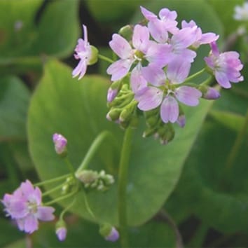 Genome size variation in a polyploid complex