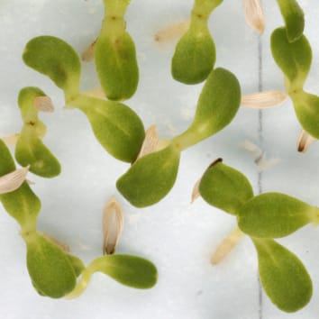 Seed ageing at elevated oxygen pressure