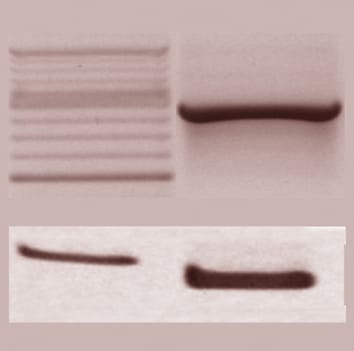A molecular marker of seed ageing