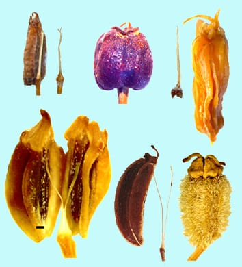 Phylogenetic significance of the carpophore in Apiaceae