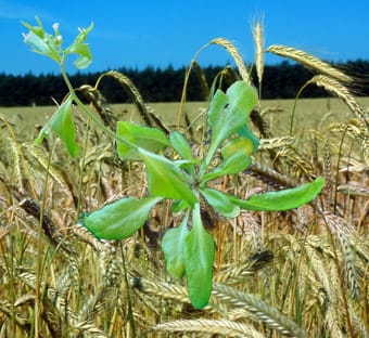 Suggestions needed for the ten best of everything: plants for botanists