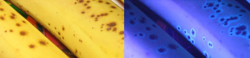 A bit of warmth and we all go bananas!?