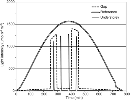 Norway vs sugar maples: a silent struggle in the understory.