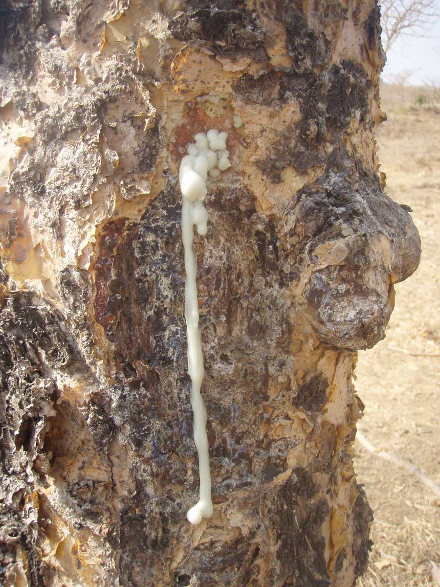 A future for frankincense