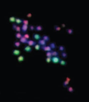 Interspecific chromosome exchanges in polyploid Musa