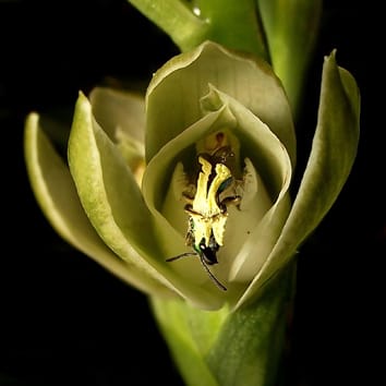 Pollination biology of a Chloraeinae orchid