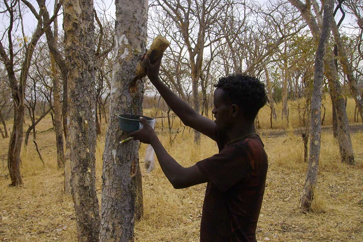 Tapping a tree for Frankincense resin. 