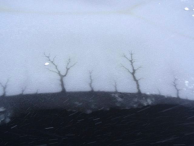 Not trees ... but ice in the ornamental pond