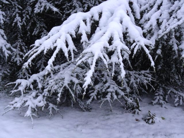 Snow weighing down branches