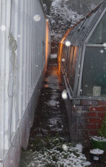 My bananas in the lit research greenhouse - keeping a bit warmer