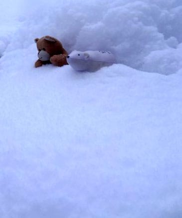 Poly the Bioline molecular biology bear with friend pet makes a trip out of the lab freezer