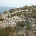 The Botany of Bushfires