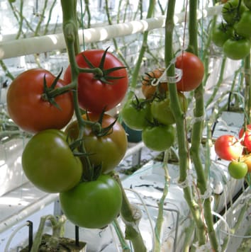 Carbon status and stem diameter changes in tomato
