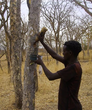 Resin secretory structures and yield of frankincense