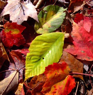 Prediction of mixed-species litter decomposition