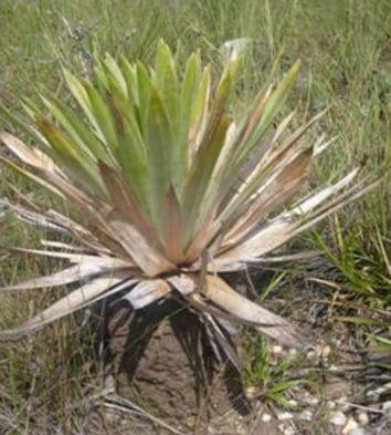 Digestive mutualism of a protocarnivorous plant