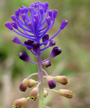Sterile flowers promote female reproductive success