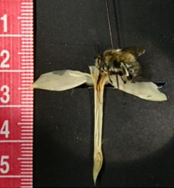 Functional pollinators and morph ratio in Narcissus