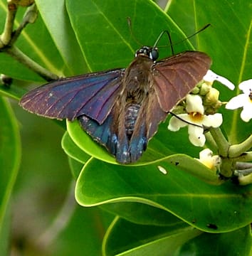 Neotropical mangroves compete for pollinators