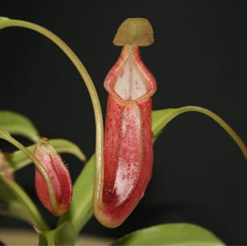Nepenthes pitfall traps are an anti-microbial environment