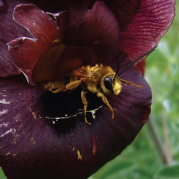 All bees are equal – but some are more equal than others