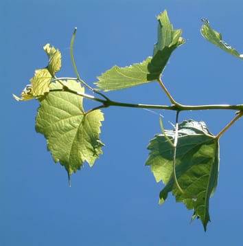 Will climate change threaten your drinking habits?