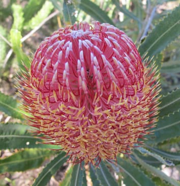 Downregulation of net phosphorus uptake vs. leaf resorption